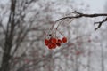 Frozen rowan berries on blurred background. Winter scene