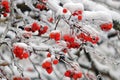 Frozen rowan berries