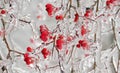 Frozen rowan berries