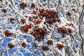 Frozen rowan berries on a tree