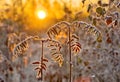 Frozen rowan branches