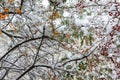 Frozen rowan and sea buckthorn berries on branches covered with snow. Winter landscape Royalty Free Stock Photo