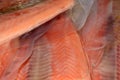 Frozen salmon fillets Royalty Free Stock Photo