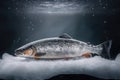 Frozen salmon on ice. AI generated