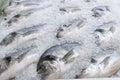 Frozen sea bream fish