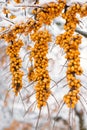 Frozen sea buckthorn berries on a branch in the ice Royalty Free Stock Photo