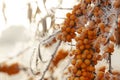 Frozen sea-buckthorn berries on a branch with leaves in late fal Royalty Free Stock Photo