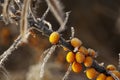 Frozen sea-buckthorn berries on a branch with leaves in late fal Royalty Free Stock Photo