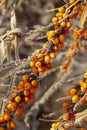 Frozen sea-buckthorn berries on a branch with leaves in late fall Royalty Free Stock Photo