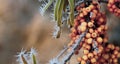 Frozen sea-buckthorn berries on a branch with leaves in late fall Royalty Free Stock Photo