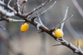 Frozen sea buckthorn on a tree