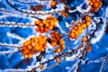 Frozen sea-buckthorn tree brunch