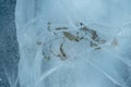 Frozen seaweed inside ice