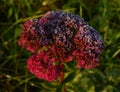 Frozen sedum flowers in winter garden Royalty Free Stock Photo