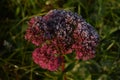 Frozen sedum flowers in winter garden Royalty Free Stock Photo