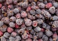 Frozen serviceberry Royalty Free Stock Photo