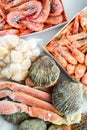 Frozen shells of the scallop, shrimps and crabs Royalty Free Stock Photo