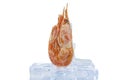 Frozen shrimp lies on ice cubes. On white background Royalty Free Stock Photo