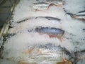 frozen slices of big fish among ice in a hypermarket Royalty Free Stock Photo