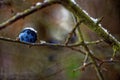 Frozen sloe berries in winter Royalty Free Stock Photo