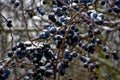 Frozen sloe berries in winter Royalty Free Stock Photo