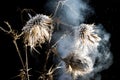 Frozen smoky weed flower