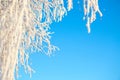 Frozen snow birch tree forest background abstract view Branches covered with snow Nature winter landscape Royalty Free Stock Photo