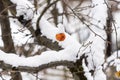 Frozen snow-covered apple hanging on a tree Royalty Free Stock Photo
