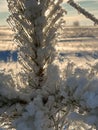 frozen and snow-covered branches and needles of a young pine taken against the light. frosty winter..