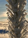 frozen and snow-covered branches and needles of a young pine taken against the light. Royalty Free Stock Photo