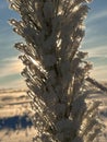 frozen and snow-covered branches and needles of a young pine taken against the light. Royalty Free Stock Photo
