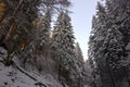 The frozen and snow-covered forest in the early morning