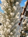 frozen and snow-covered pine needles in the sun in winter. close shooting