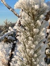 frozen and snow-covered pine needles in the sun in winter. close shooting