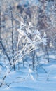 Frozen and snow covered twigs of field grass