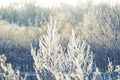 Frozen and snow covered twigs of field grass