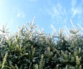 Frozen snow spruce branches, snow frost. Winter scene. Christmas tree Royalty Free Stock Photo