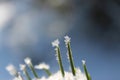 Frozen snowflake in the forest on a pine branch in winter