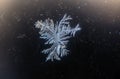 Frozen snowflake on glass early morning