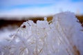 Frozen Snowflakes