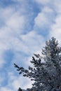Frozen and snowy coniferous tree branches against blue sky with white clouds Royalty Free Stock Photo
