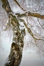 Frozen, snowy and crooked trunk of birch