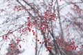 Frozen snowy red berries on tree