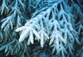 Frozen snowy spruce twigs Royalty Free Stock Photo