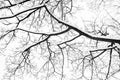 Frozen snowy trees and branches in freezing winter landscape