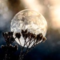 Frozen soap bubble