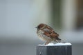 A frozen sparrow on a pole