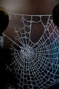 Frozen spider's web at dawn. Royalty Free Stock Photo