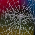 Frozen spider's web at dawn. Royalty Free Stock Photo