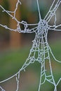 Frozen Spider web